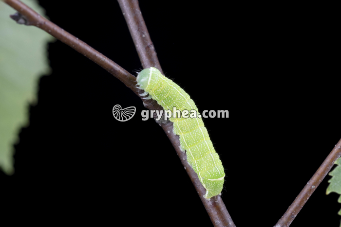 Larve de Papillon (chenillle) - gryphea.org